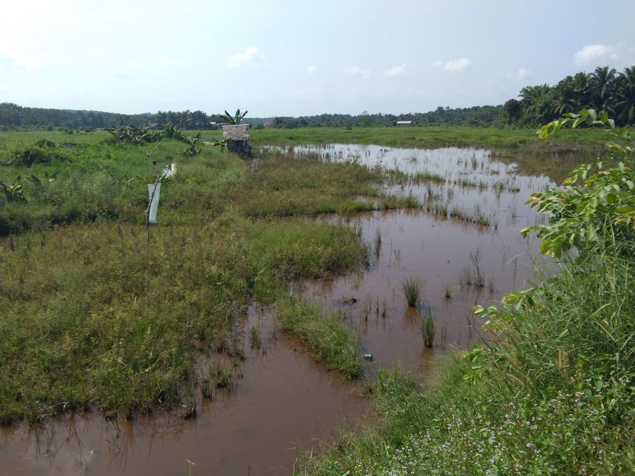 Photo of Pemkab Labusel Cuek, Ratusan Hektar Lahan Pertanian Terlantar Dibiarkan….