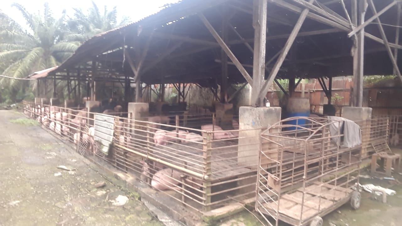 Photo of Aroma Limbah Kotoran Babi Ganggu Jamaah Sholat Di Mushalla