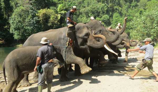Photo of ‘Sari’ Melahirkan Tambah Populasi Gajah Sumatera Jinak Di Langkat