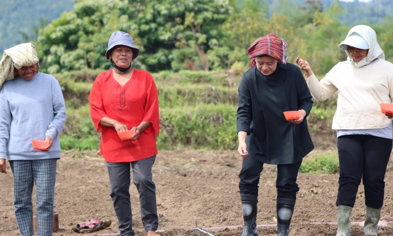Photo of Kunker di Toba, Puan Maharani Tabur Benih Padi dan Tanam Jagung Bersama Petani