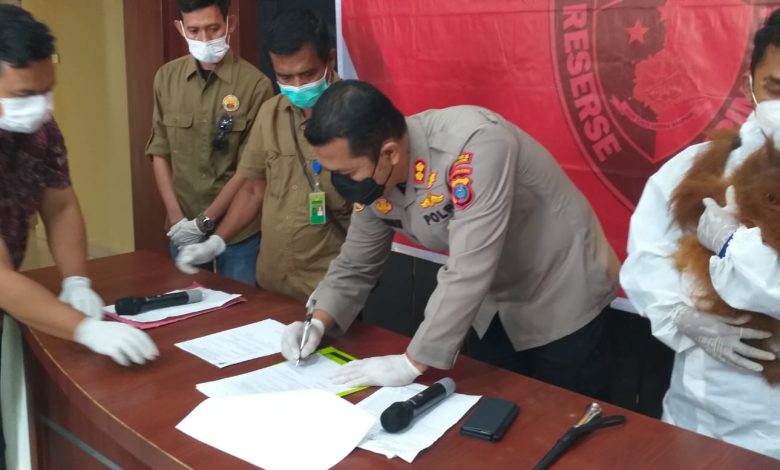 Photo of Seekor Anak Orang Utan Diserahkan Polres Taput ke BKSDA