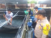 Sambang Ketahanan Pangan, Bhabinkamtibmas Polsek Medan Baru Kunjungi Warga Budidaya Ikan Lele