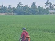 Warga Deliserdang Kesulitan Pupuk dan Pestisida Subsidi