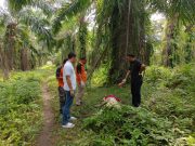 Dibantai, Mayat Martha Dibuang ke Kebun Sawit Sampali