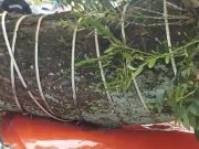 Pohon Besar Tumbang di Abdullah Lubis Timpa Sejumlah Mobil