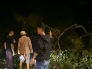 Pohon Beringin Besar di Kualanamu Tumbang Nyaris Timpa Warga