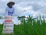 Nilai Impor Pupuk Sumut Turun 52,78 Persen