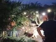 Mayat Wanita Membusuk Ditemukan Terkubur di Kebun Sawit