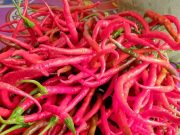 Makin PEDAS!! Harga Cabai Merah di Deli Serdang Rp 100 Ribu PerKG