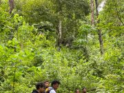 Satres Tipidter Humbahas Ringkus Pelaku Pencuri Kayu di Hutan Lindung Pakkat