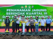 Polda Sumut Tanam Jagung Serentak, Targetkan 24 Ribu Ton Demi Swasembada Pangan 2025