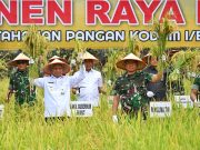 Wagub Sumut Bersama Panglima TNI Panen Raya Padi di Deliserdang