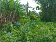 Kajari Belawan Terbitkan Surat Tugas Pulbaket Dugaan Mark Up Pengadaan Lahan UPT Damkar Medan Rp. 2,68 Miliar