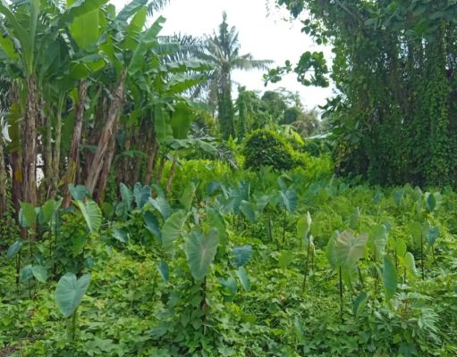 Kajari Belawan Terbitkan Surat Tugas Pulbaket Dugaan Mark Up Pengadaan Lahan UPT Damkar Medan Rp. 2,68 Miliar
