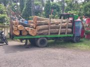 Polisi Tangkap Terduga Pencuri Kayu Jati di Lubuk Pakam