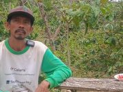 Petani Kopi Sihaporas: Kontribusi TPL Sangat Nyata