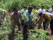 Polres Tanah Karo Ungkap Ladang Ganja di Desa Cinta Rakyat, 33 Batang Tanaman Disita