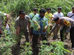 Polres Tanah Karo Ungkap Ladang Ganja di Desa Cinta Rakyat, 33 Batang Tanaman Disita