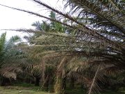 Ratusan Hektar Tanaman Kelapa Sawit Kebun PTPN 4 Regional 2 Tanjung Garbus Kering Terpapar Hama