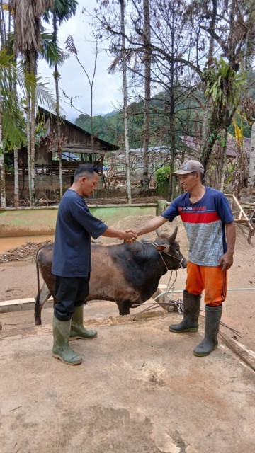 bantuan sapi 3