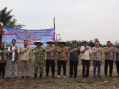 Polres Binjai Bersama Forkopimda Ikuti Panen Raya Jagung Serentak Kuartal II dan Launching Program Ketahanan Pangan Polri