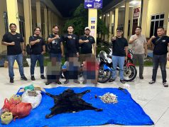 Polres Simalungun Bongkar Perdagangan Satwa Dilindungi, 30 Kg Sisik Trenggiling hingga Kulit Beruang Madu Disita