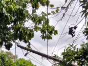 Hujan Angin Tumbangkan Tiang Listrik di Bandar Labuhan